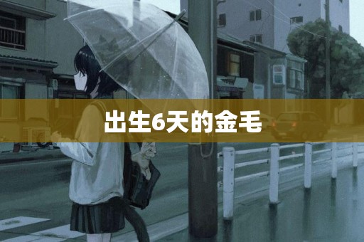 出生6天的金毛