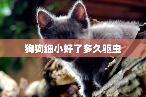 狗狗細小好了多久驅蟲