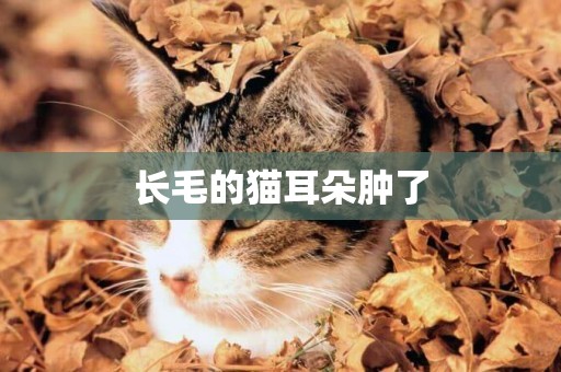長毛的貓耳朵腫了