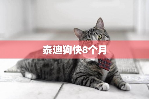 泰迪狗快8個月