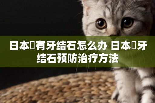 日本狆有牙結石怎么辦 日本狆牙結石預防治療方法