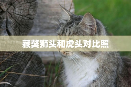 藏獒獅頭和虎頭對比照