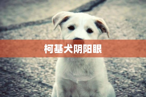 柯基犬陰陽眼