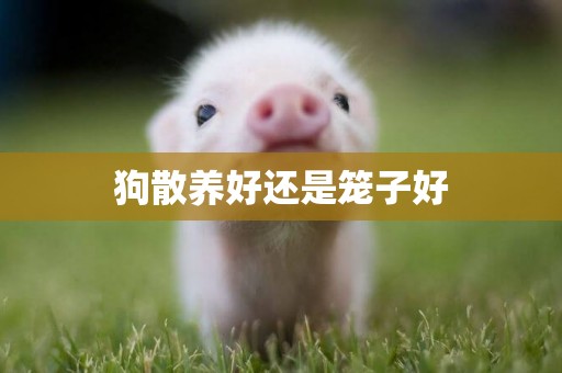 狗散養好還是籠子好