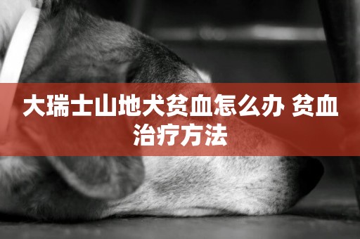 大瑞士山地犬貧血怎么辦 貧血治療方法