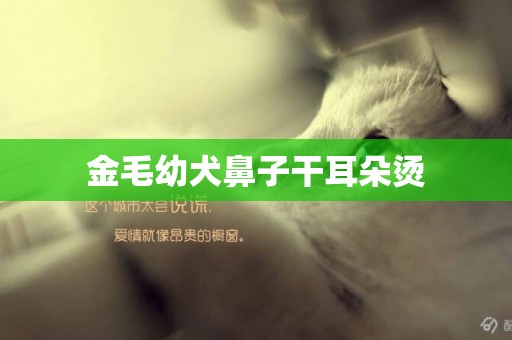 金毛幼犬鼻子干耳朵燙