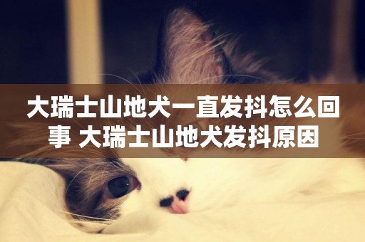 大瑞士山地犬一直發抖怎么回事 大瑞士山地犬發抖原因