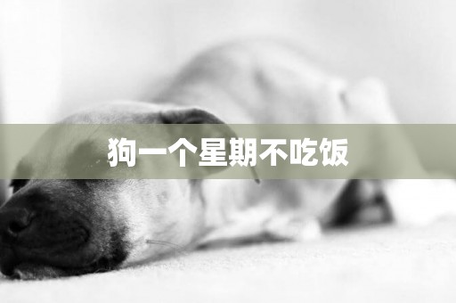 狗一個星期不吃飯