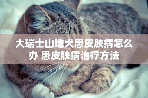大瑞士山地犬患皮膚病怎么辦 患皮膚病治療方法