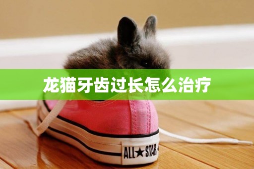 龍貓牙齒過長怎么治療