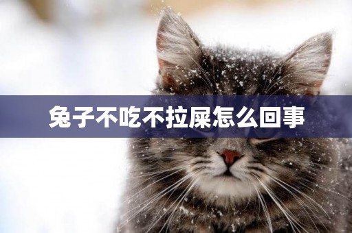 兔子不吃不拉屎怎么回事