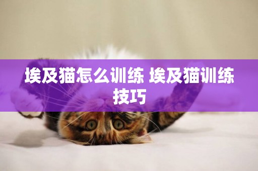 埃及貓怎么訓練 埃及貓訓練技巧