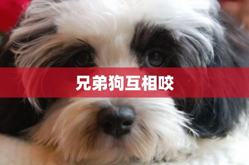 兄弟狗互相咬