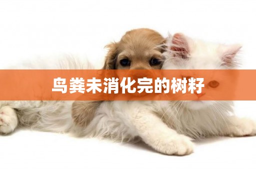 鳥糞未消化完的樹籽