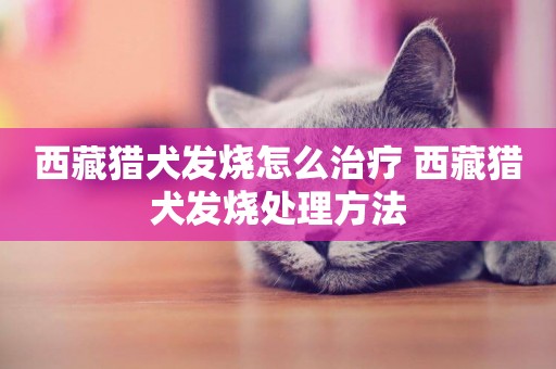 西藏獵犬發燒怎么治療 西藏獵犬發燒處理方法