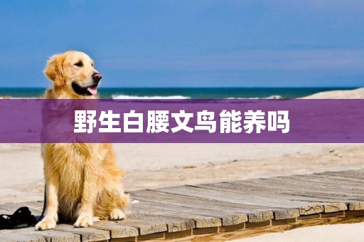 野生白腰文鳥能養嗎
