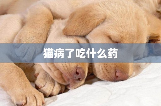 貓病了吃什么藥