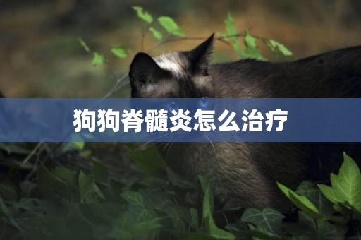 狗狗脊髓炎怎么治療