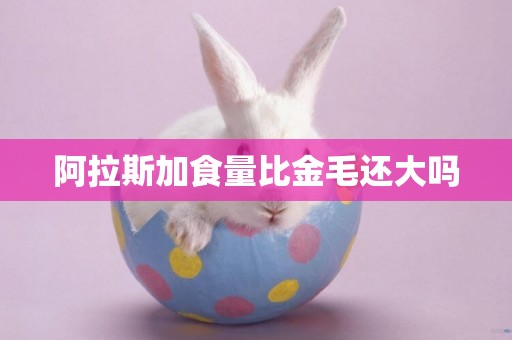 阿拉斯加食量比金毛還大嗎
