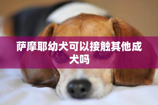 薩摩耶幼犬可以接觸其他成犬嗎