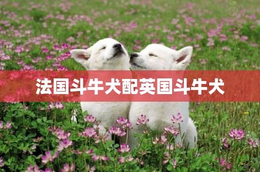 法國斗牛犬配英國斗牛犬