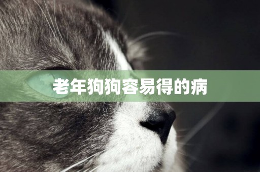老年狗狗容易得的病