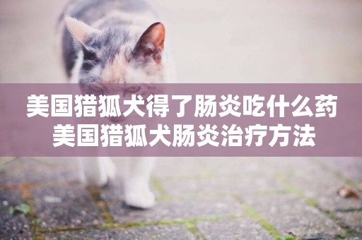 美國獵狐犬得了腸炎吃什么藥 美國獵狐犬腸炎治療方法