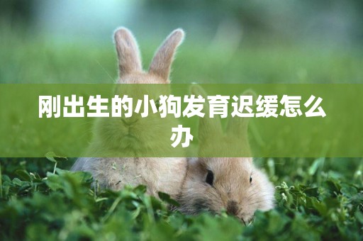 剛出生的小狗發育遲緩怎么辦