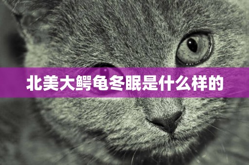 北美大鱷龜冬眠是什么樣的