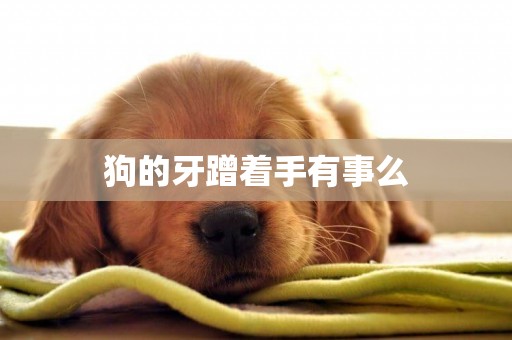 狗的牙蹭著手有事么