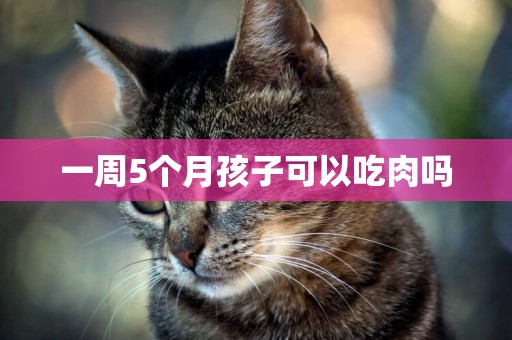 一周5個月孩子可以吃肉嗎
