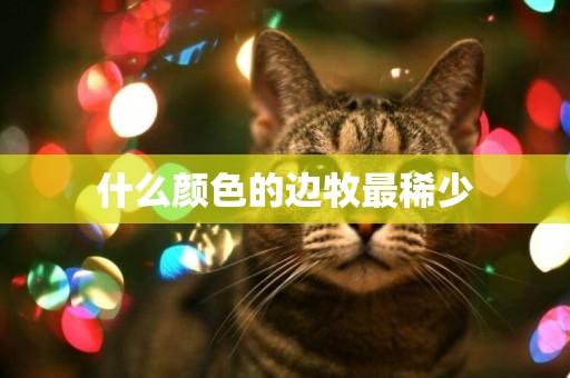 什么顏色的邊牧最稀少