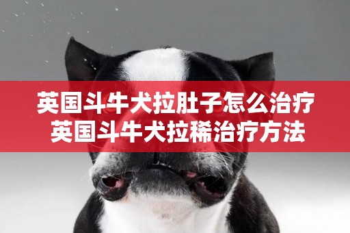 英國斗牛犬拉肚子怎么治療 英國斗牛犬拉稀治療方法
