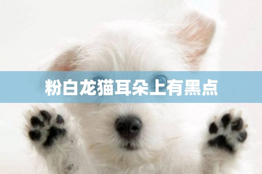 粉白龍貓耳朵上有黑點