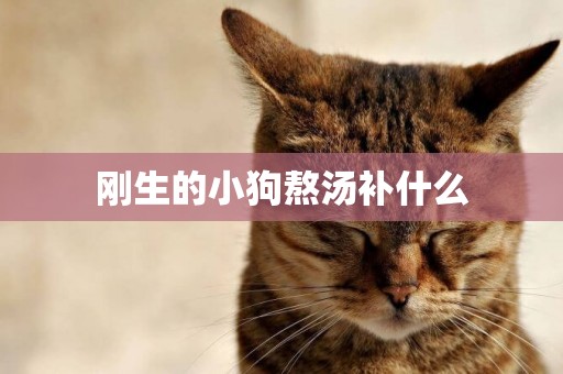 剛生的小狗熬湯補什么