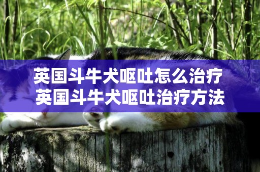 英國斗牛犬嘔吐怎么治療 英國斗牛犬嘔吐治療方法