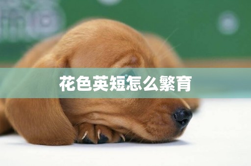 花色英短怎么繁育