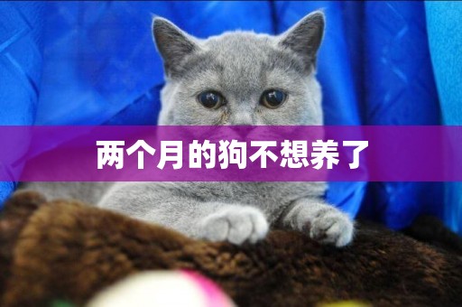 兩個月的狗不想養了