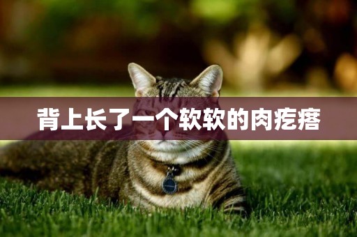 背上長了一個軟軟的肉疙瘩