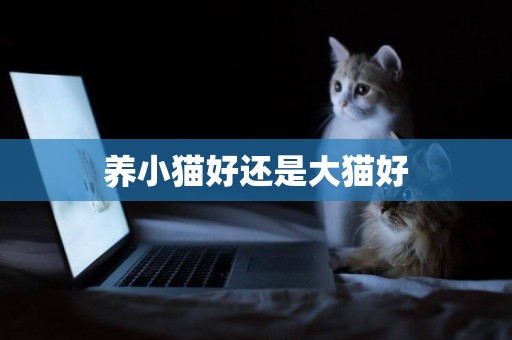 養小貓好還是大貓好