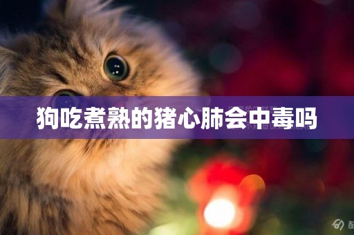 狗吃煮熟的豬心肺會中毒嗎