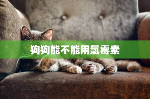 狗狗能不能用氯霉素