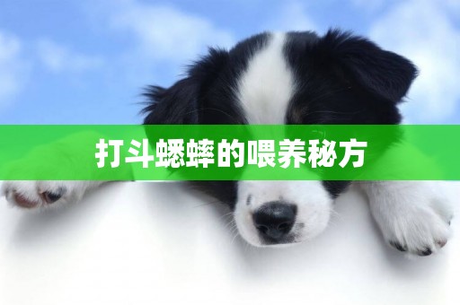 打斗蟋蟀的喂養秘方