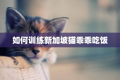 如何訓練新加坡貓乖乖吃飯