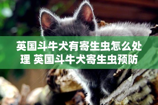 英國斗牛犬有寄生蟲怎么處理 英國斗牛犬寄生蟲預防方法