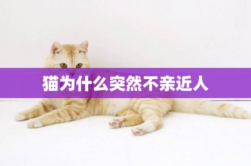 貓為什么突然不親近人