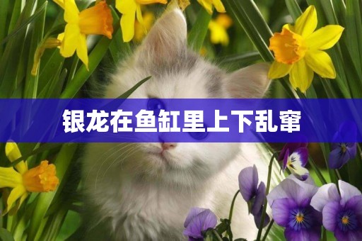銀龍在魚缸里上下亂竄