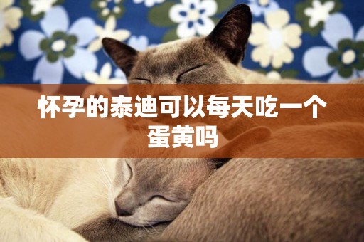懷孕的泰迪可以每天吃一個蛋黃嗎