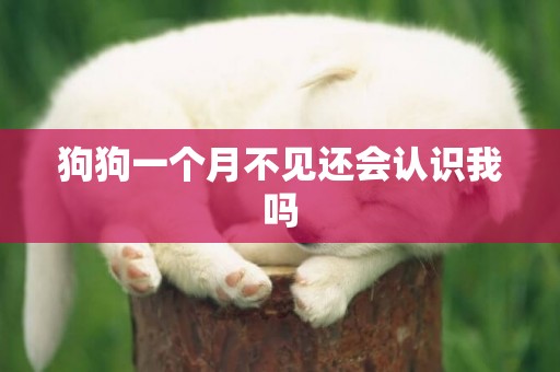狗狗一個月不見還會認識我嗎