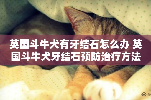英國斗牛犬有牙結石怎么辦 英國斗牛犬牙結石預防治療方法